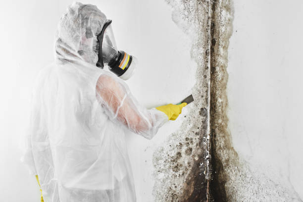 Best Local Mold Removal Service  in South Bound Brook, NJ