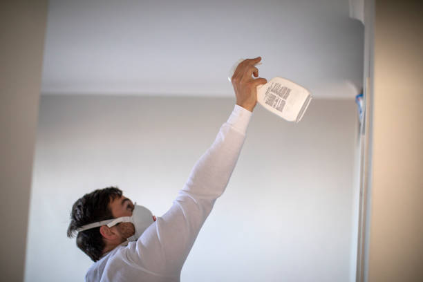 Best Black Mold Removal  in South Bound Brook, NJ