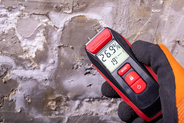 Best Toxic Mold Removal  in South Bound Brook, NJ