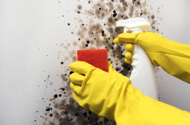 Best Mold Damage Repair  in South Bound Brook, NJ