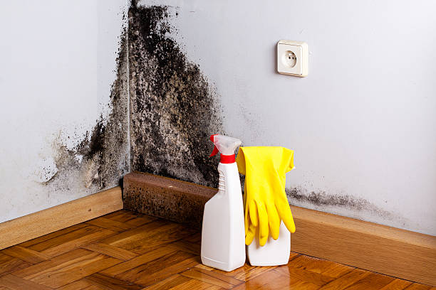 Best Toxic Mold Removal  in South Bound Brook, NJ