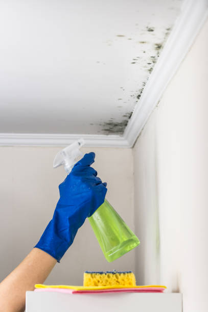 Best Black Mold Removal  in South Bound Brook, NJ